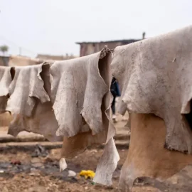 pexels-sir-mk-2152185199-32076605